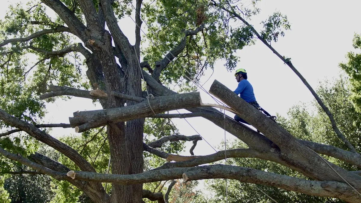 Professional Crown Thinning performed by certified arborists in Melrose