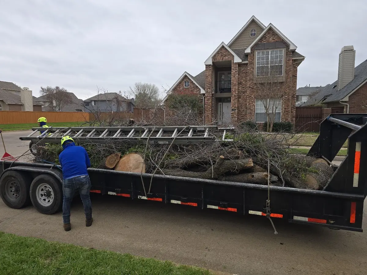 Expert Tree Fertilization with proper safety equipment in Melrose